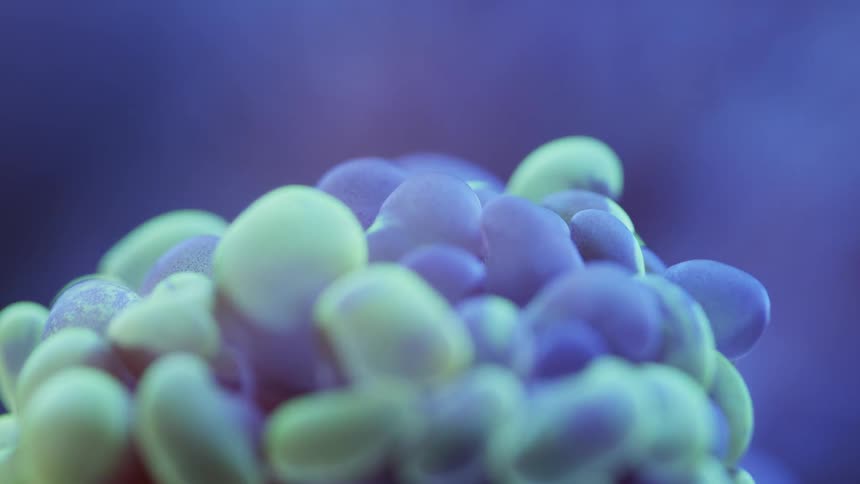 Green blue and black colors that look like a coral reef