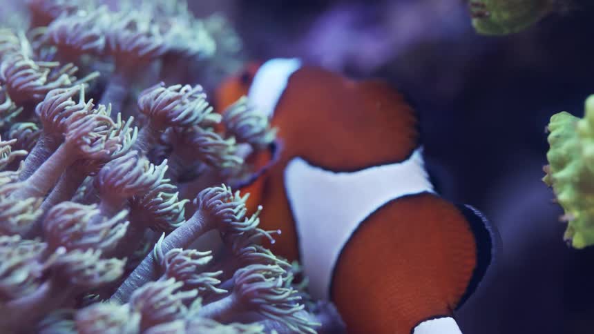 A clown fish swims next to anemone in the sea
