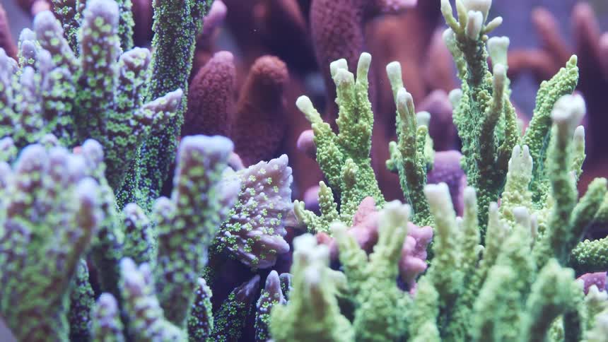 An underwater shot with plants and a fish