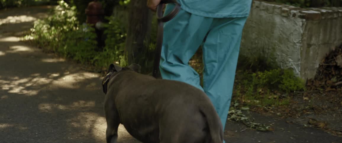 Man walks dog on leash along side of tree lined street