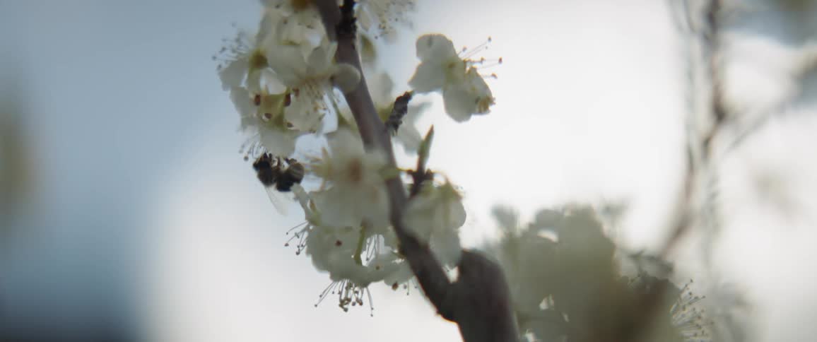 A bee lands on blossoms and gathers pollen