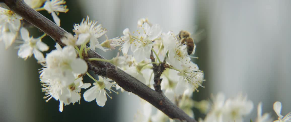 A bee flies around blossoms and gathers pollen