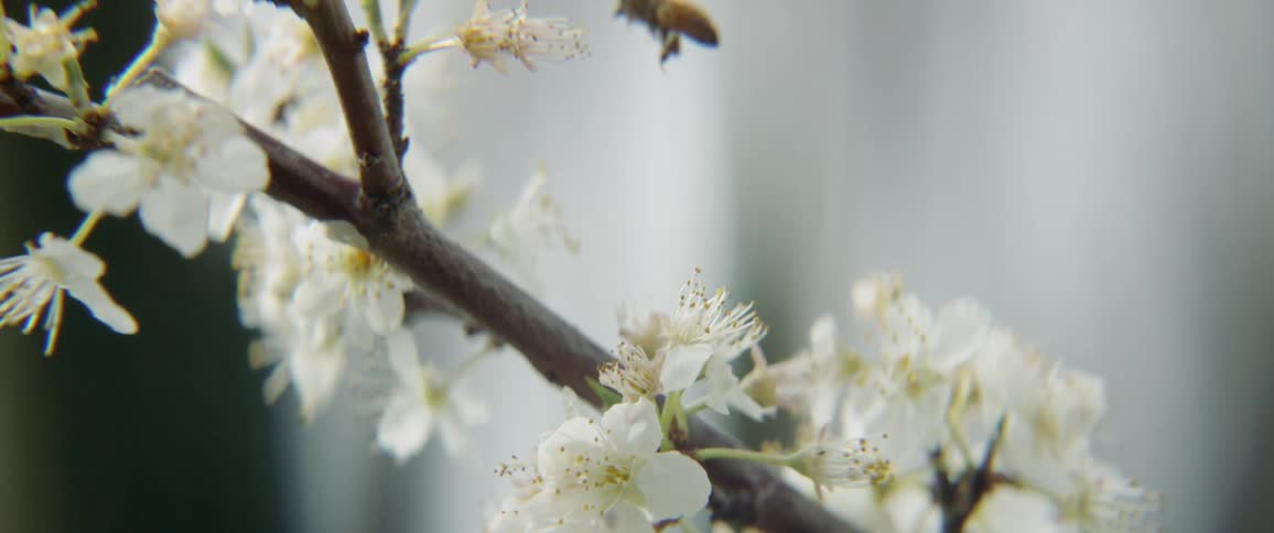A bee flies from one blossom to another