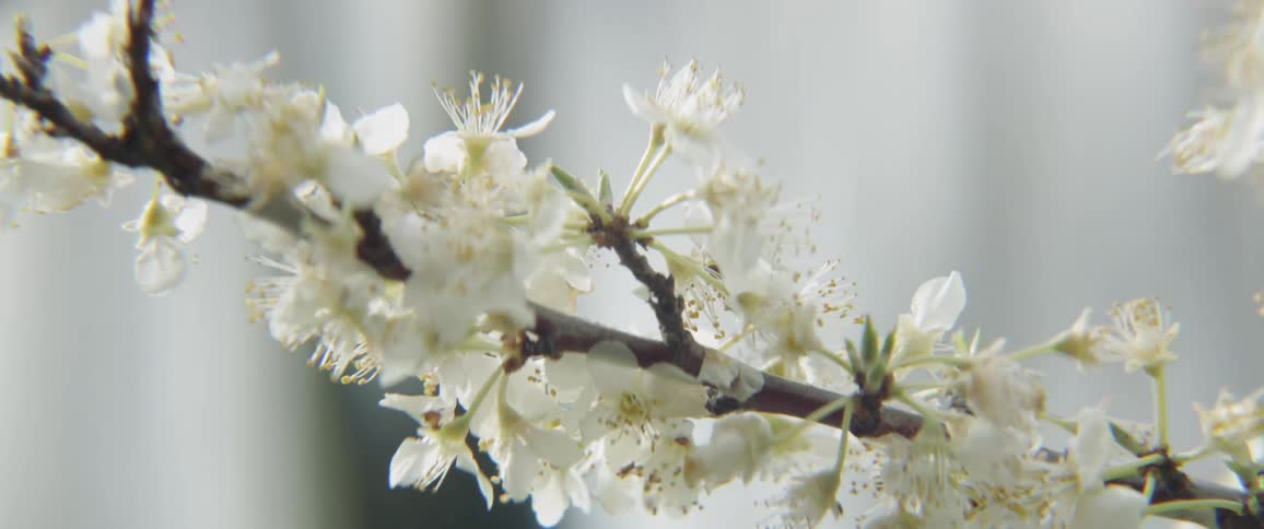 A bee gathers pollen from white blossoms
