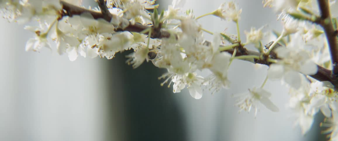 A bee is crawling over blossoms on a tree branch during daylight