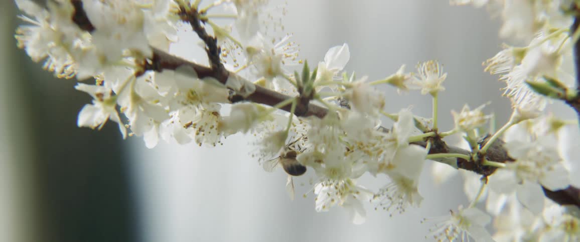 A bee is crawling over blossoms on a tree branch during daylight