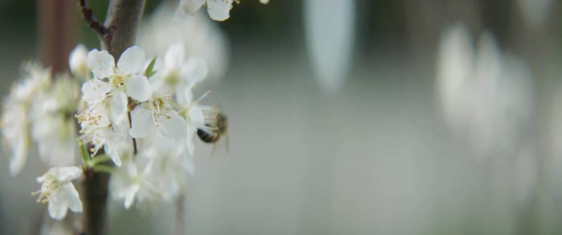 A bee is collecting pollen from blossoms on a tree in sunlight