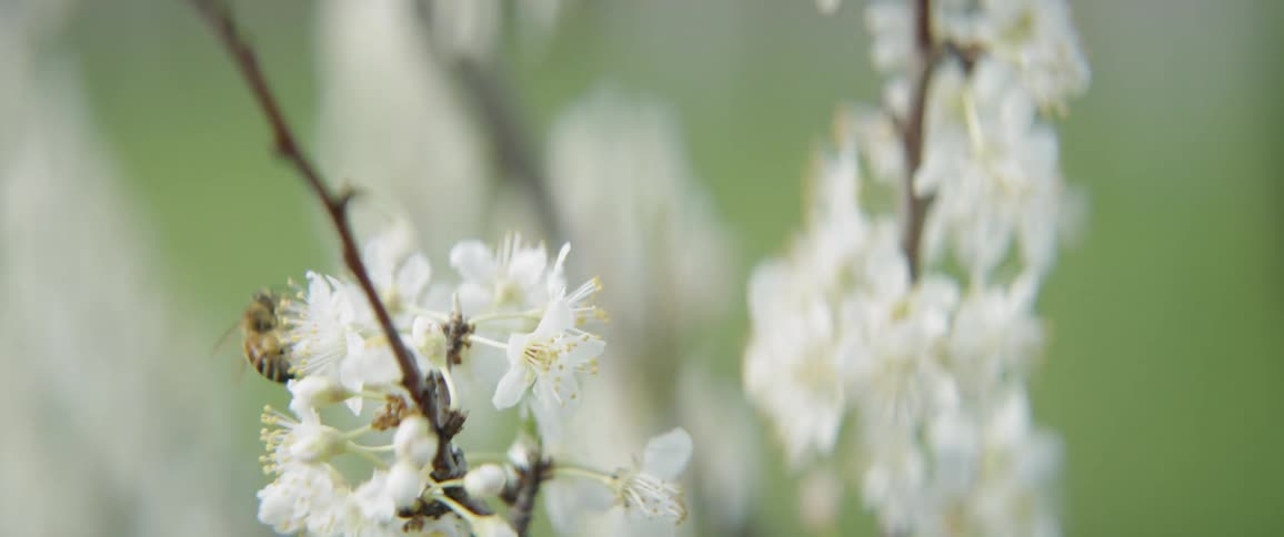 A bee gathers pollen from blossoms