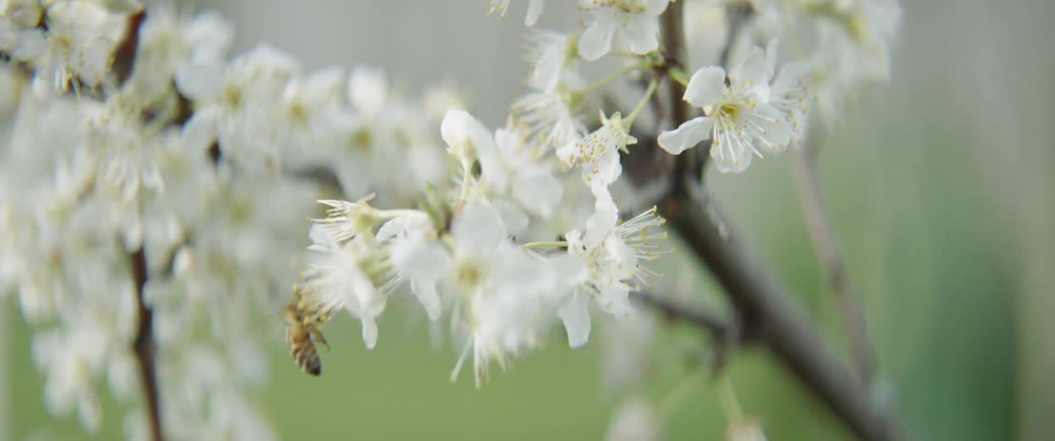 A bee flies around blossoms and gathers pollen