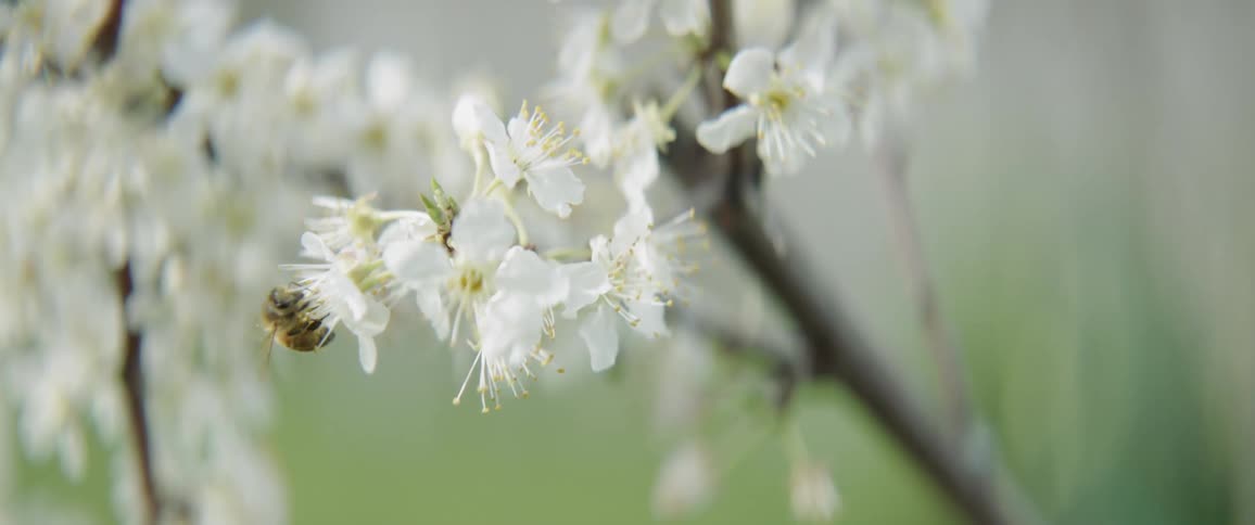 The bee slowly crawls over the white flower