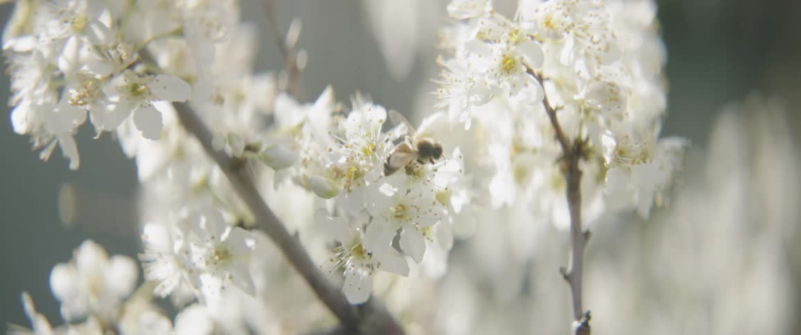 A bee is buzzing around a white flower