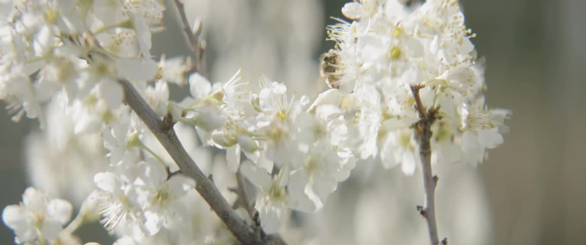 A bee is flying around a flower