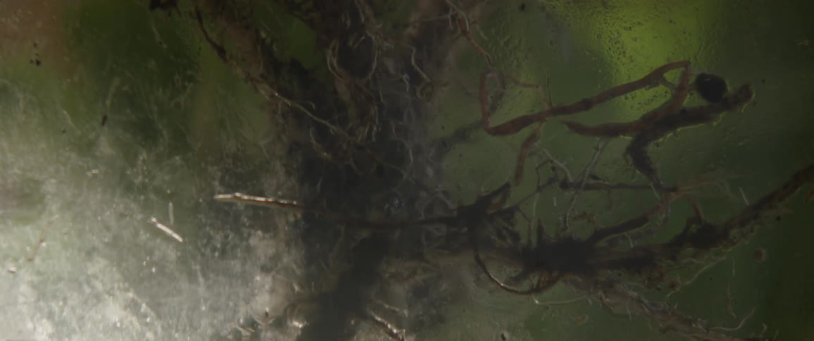 Vines are pulled up from a clear piece of glass