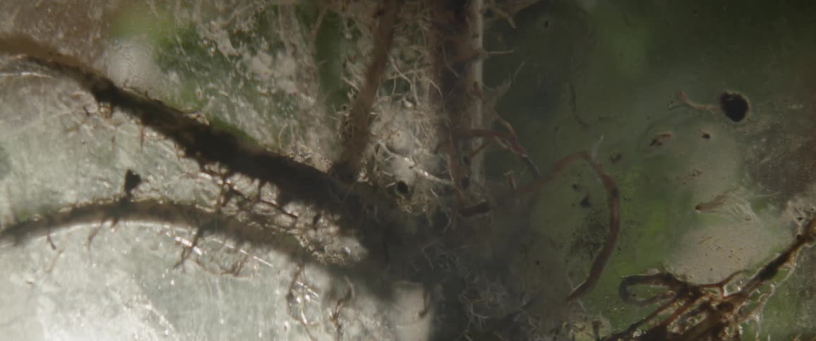 Something large is moving under the ice