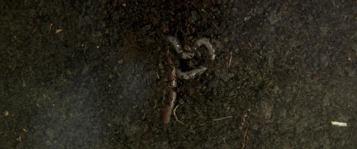 A worm lies on top of soil