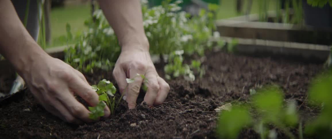 A person is planting a seedling in a garden during the day