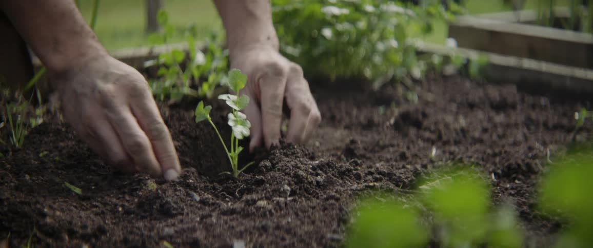 Someone is planting small plants