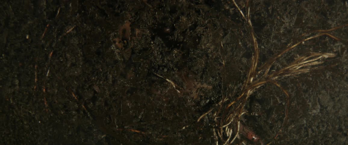 Roots move through the surrounding soil