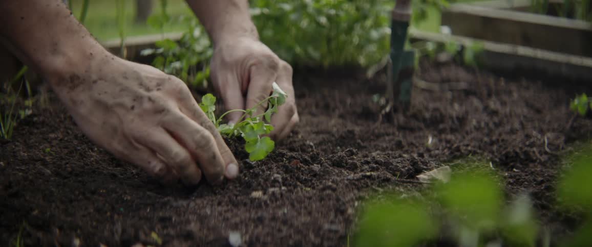 A man plants something in a garden bed