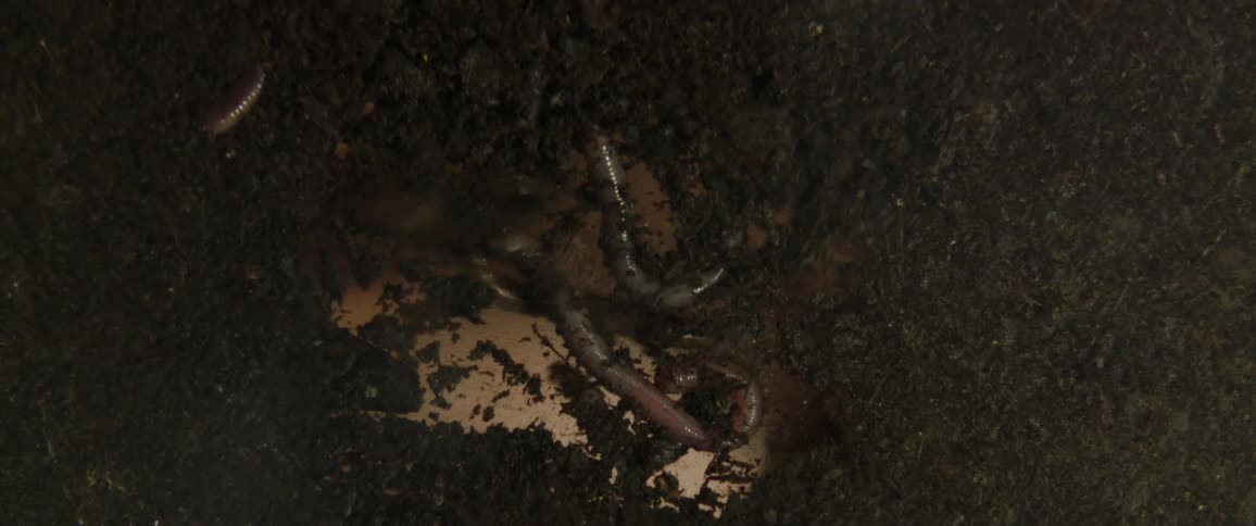 A person moves dirt around and adds more earthworms