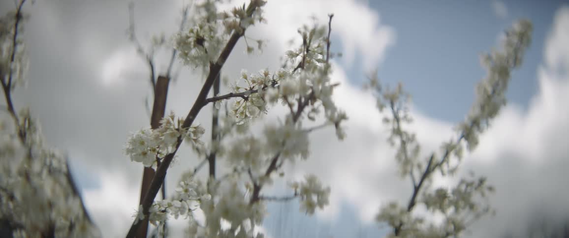 A bee is crawling over blossoms on a tree branch during daylight