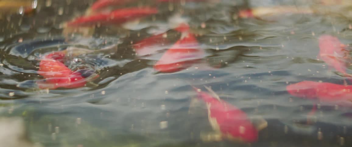 Fish swim in a pond