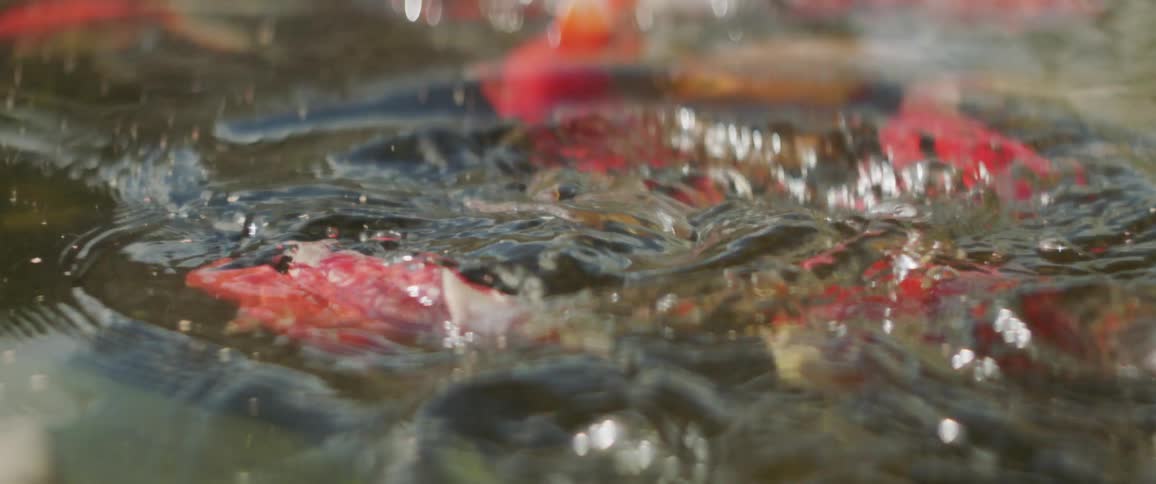 Goldfish swim in a pond