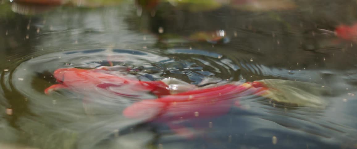 Goldfish swim in a pond