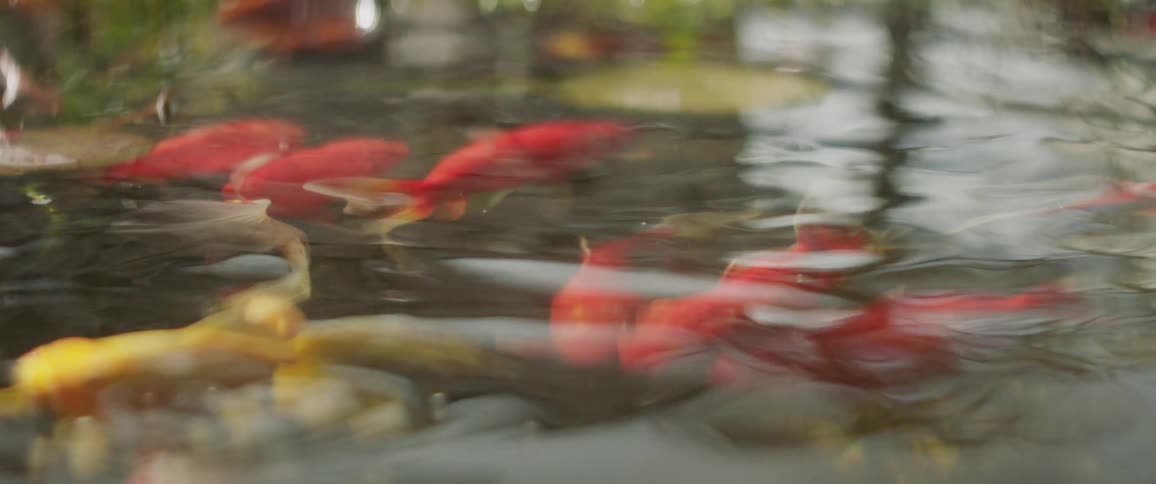 Fish swim in a pond
