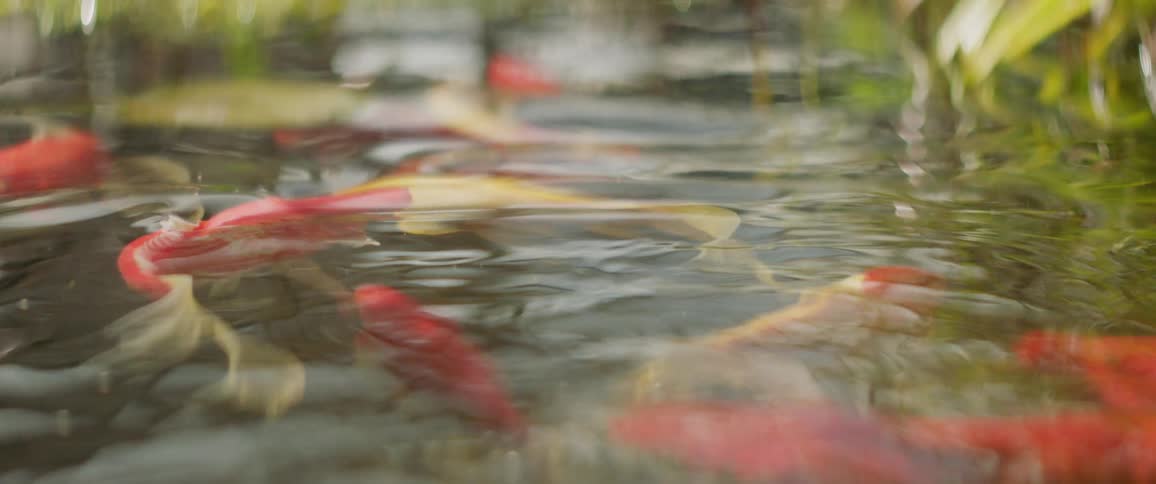 Koi fish swim in a pond
