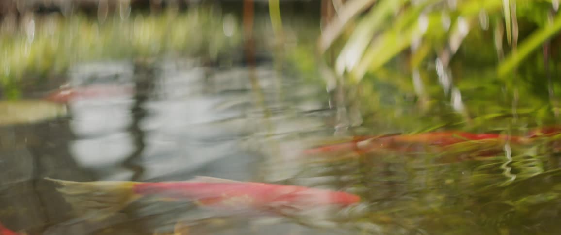 Goldfish swim in a pond