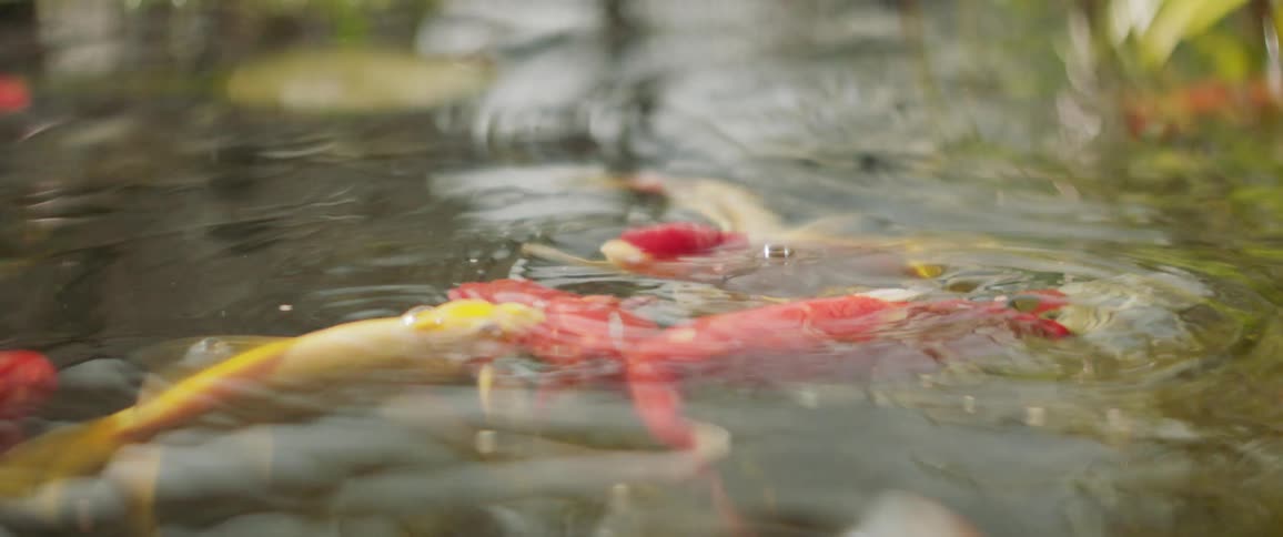 Large goldfish swim and splash in a pond