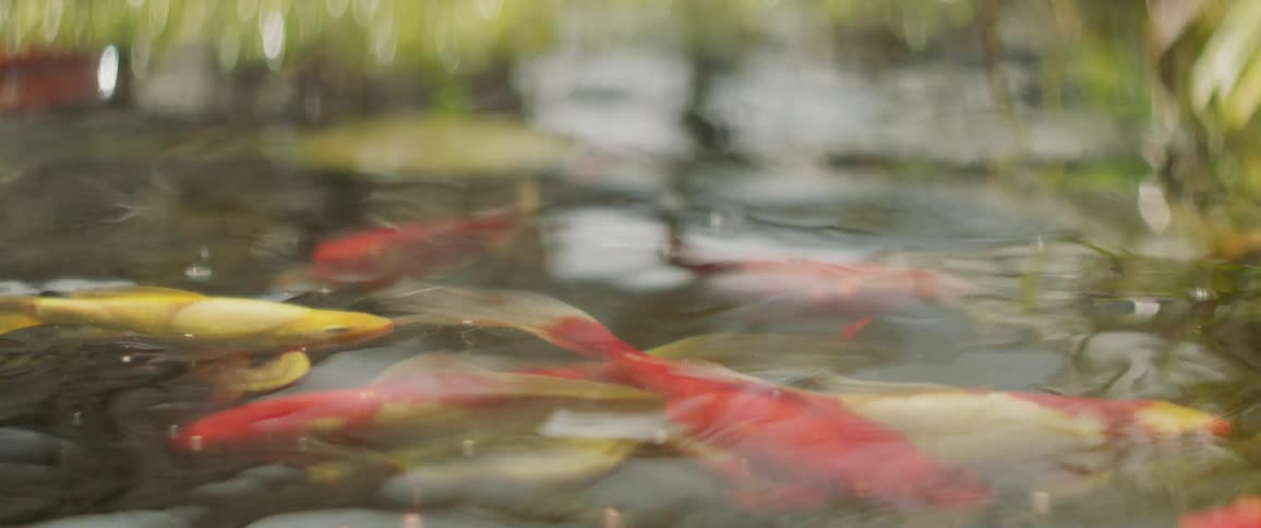 Fish swimming in a pond