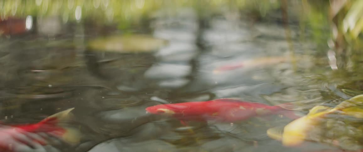 Fish swim in a pond