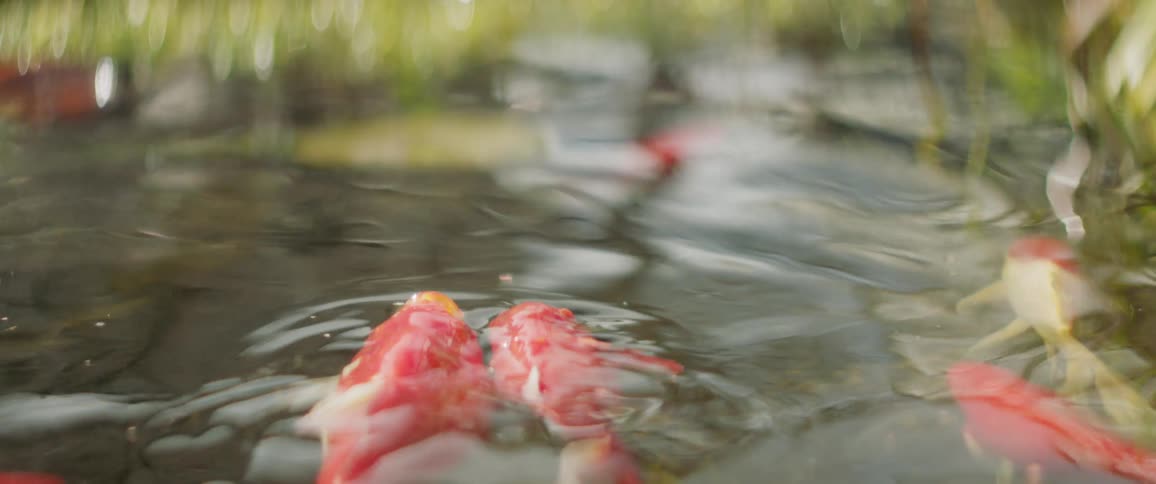 Koi fish are swimming in a pond during the day