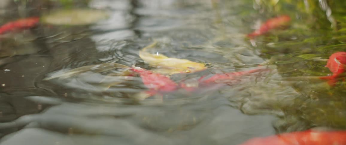 Koi fish swimming in a pond