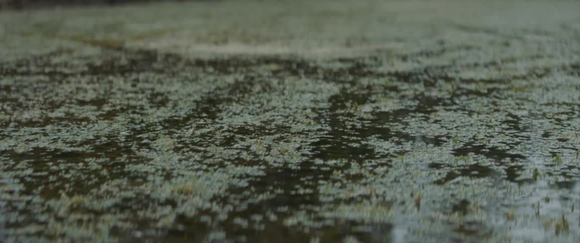 The swamp water is calm and green
