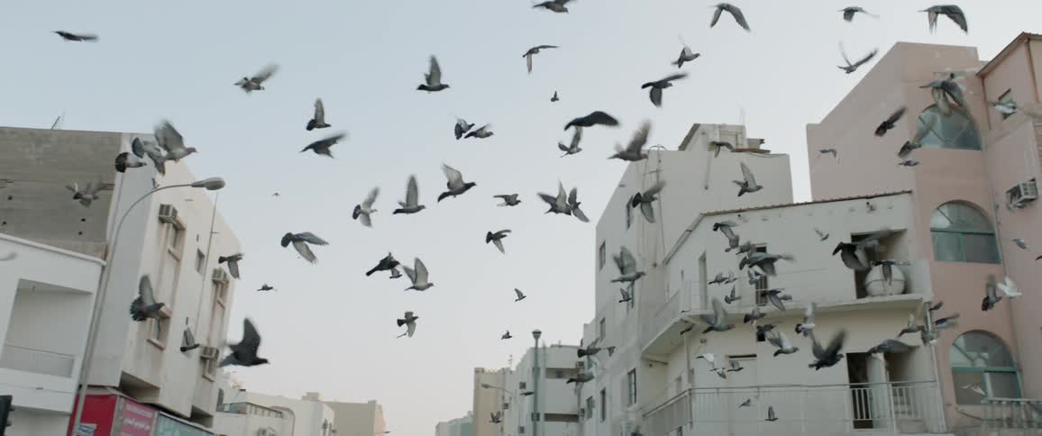 Flock of birds fly in front of white buildings