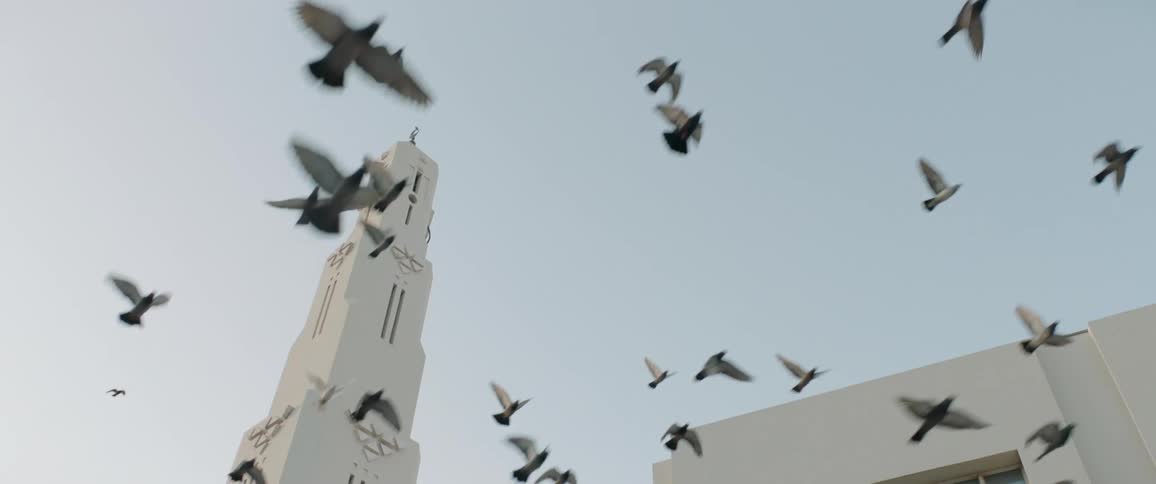 Birds fly above the buildings