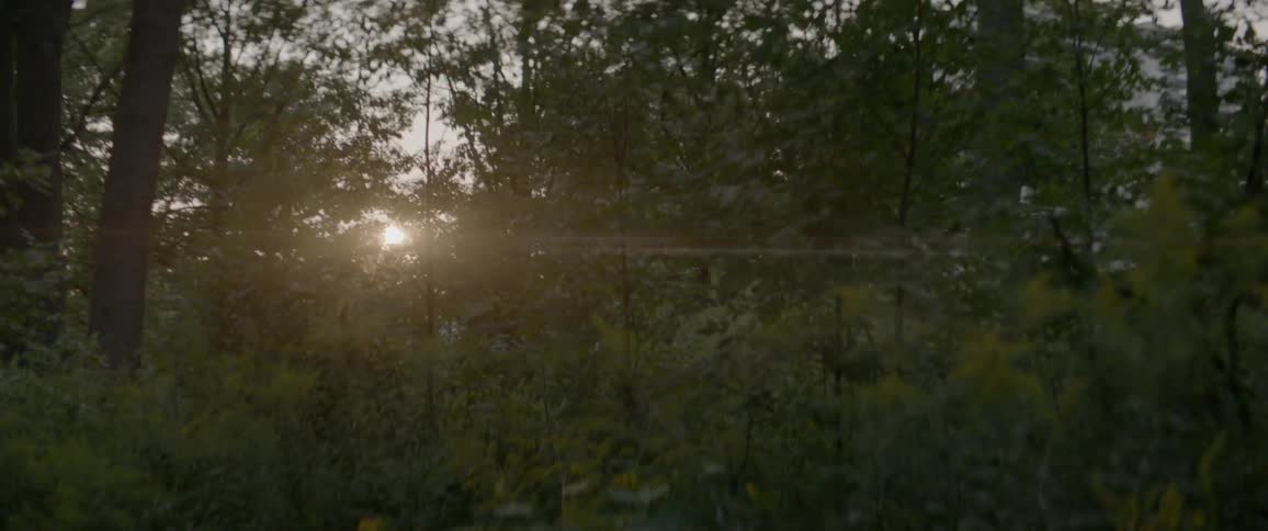 Sunlight shines through forest trees