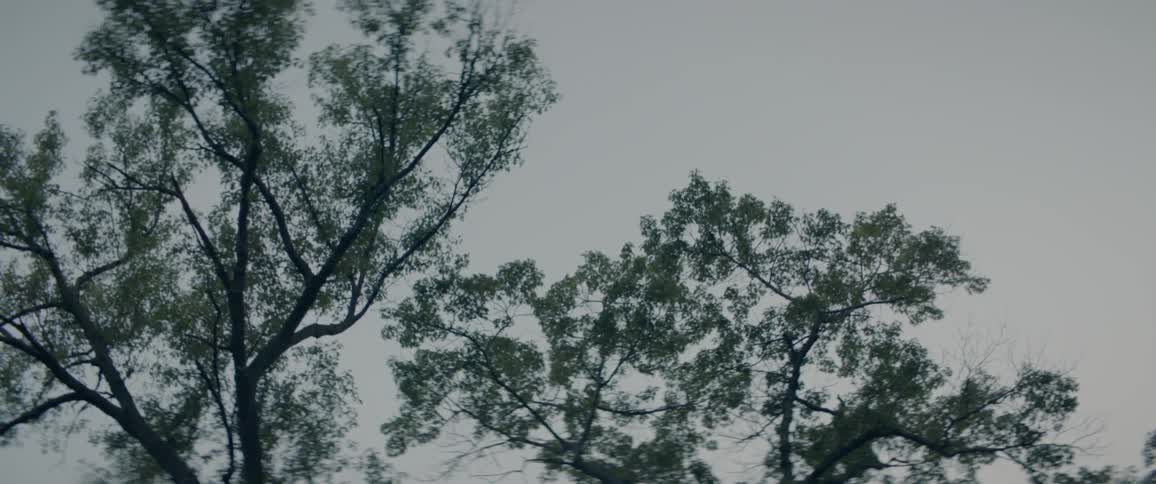 Tall trees tower overhead