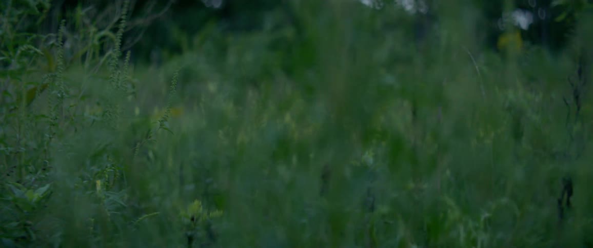 Plants grow in a rural field