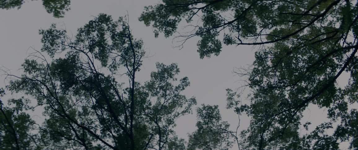 Summer trees at dusk