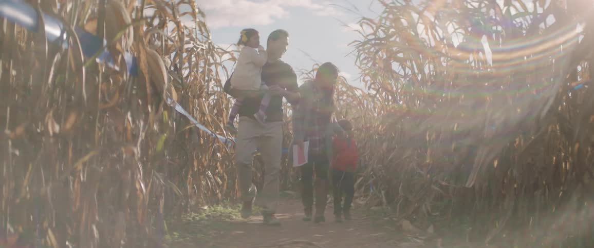 A family walks through a corn maze on a sunny day