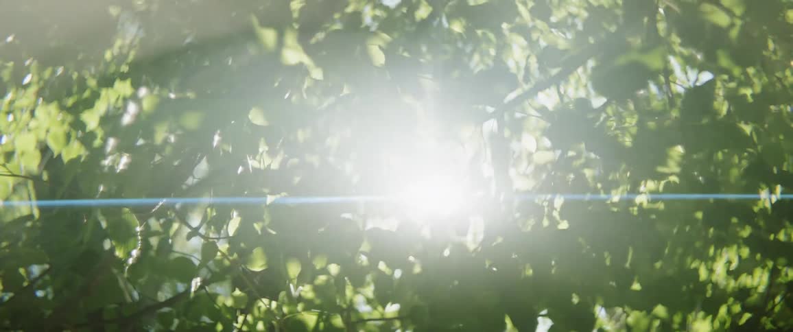 Sun shining through the green leaves of a tree