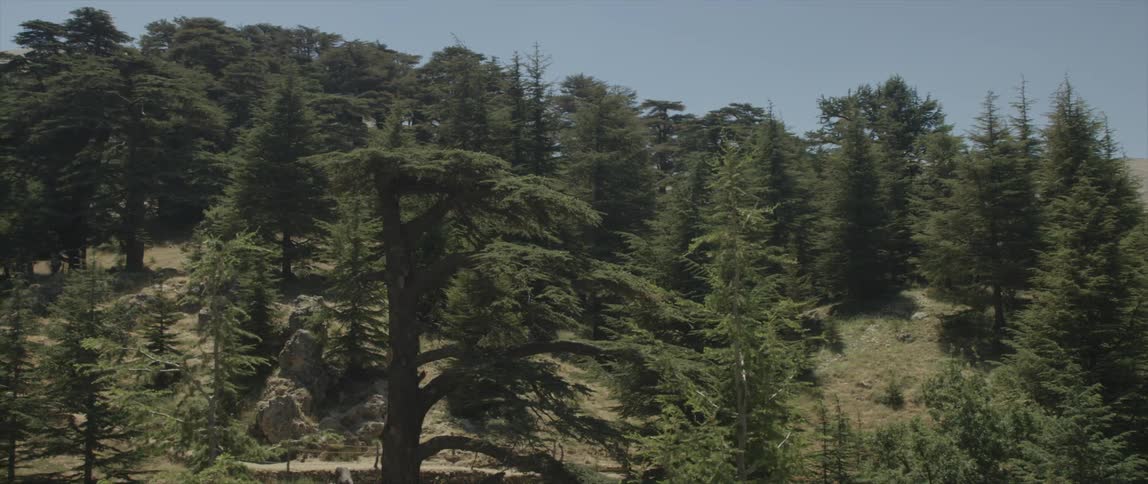 Viewing of a forest sitting on a hillside