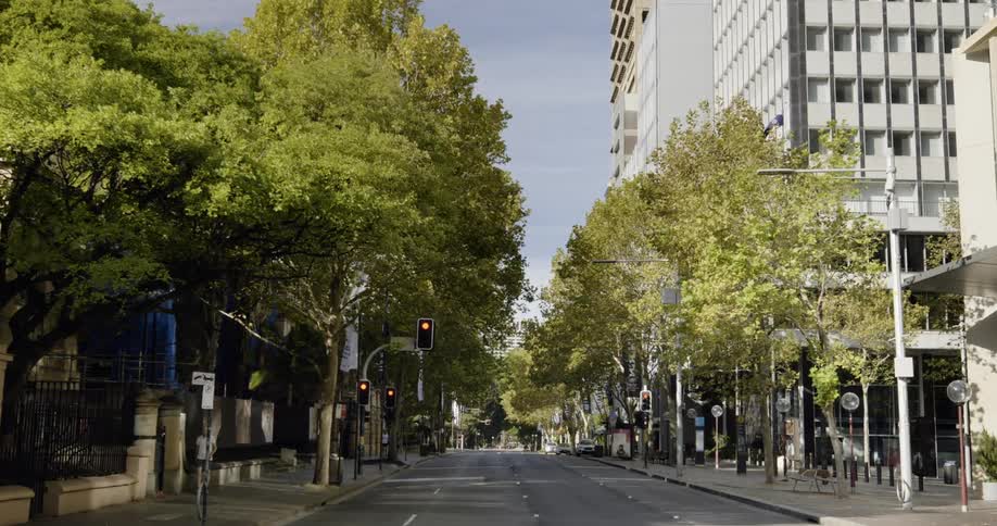 A relatively empty city street is lined with green trees and many tall multistory buildings