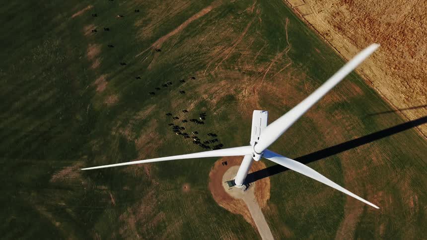 Animals walking on a field with a wind turbine on it