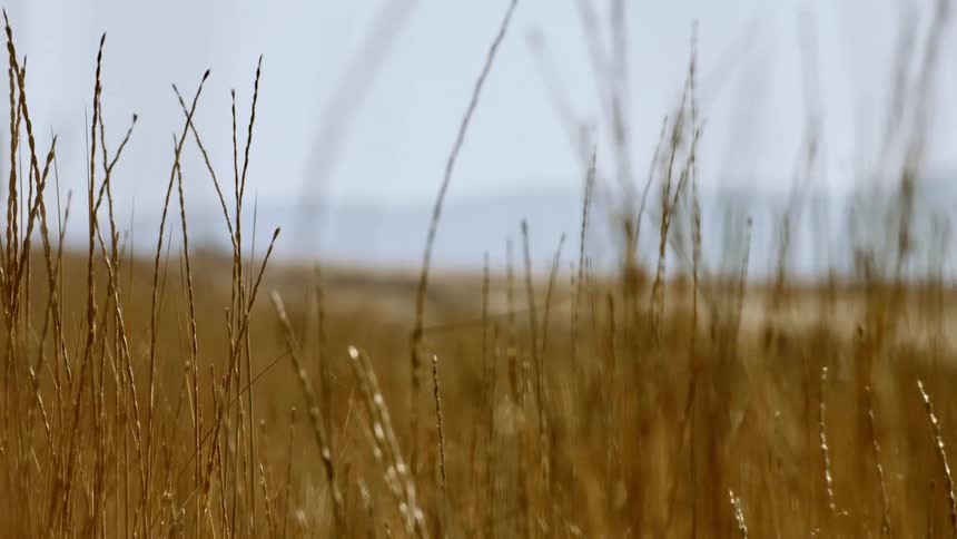 Dry grass sways back and forth as a vigorous wind blows across a grassy field