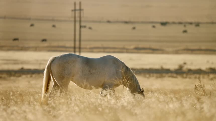 A lone horse with its head bent downward grazes on some grass in a wipe open field